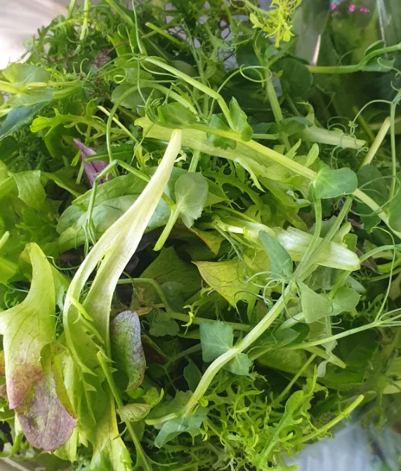 Микрозелень «Микс бебилист» фото 2